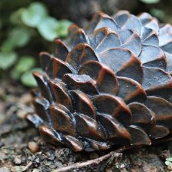 Pinecone Diversion Safe